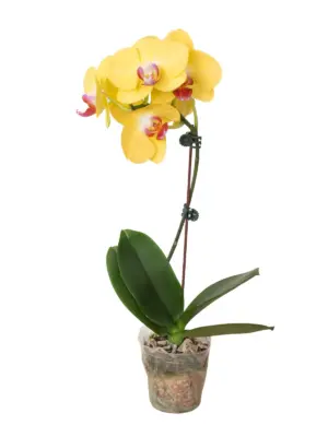Orchid 'Yellow Phalaenopsis' — additional view