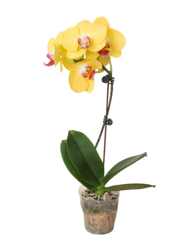 Orchid 'Yellow Phalaenopsis' — additional view