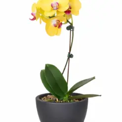 Orchid 'Yellow Phalaenopsis' — additional view
