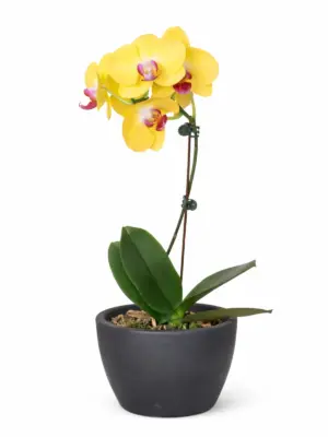 Orchid 'Yellow Phalaenopsis' — additional view