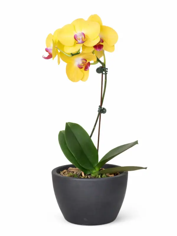 Orchid 'Yellow Phalaenopsis' — additional view