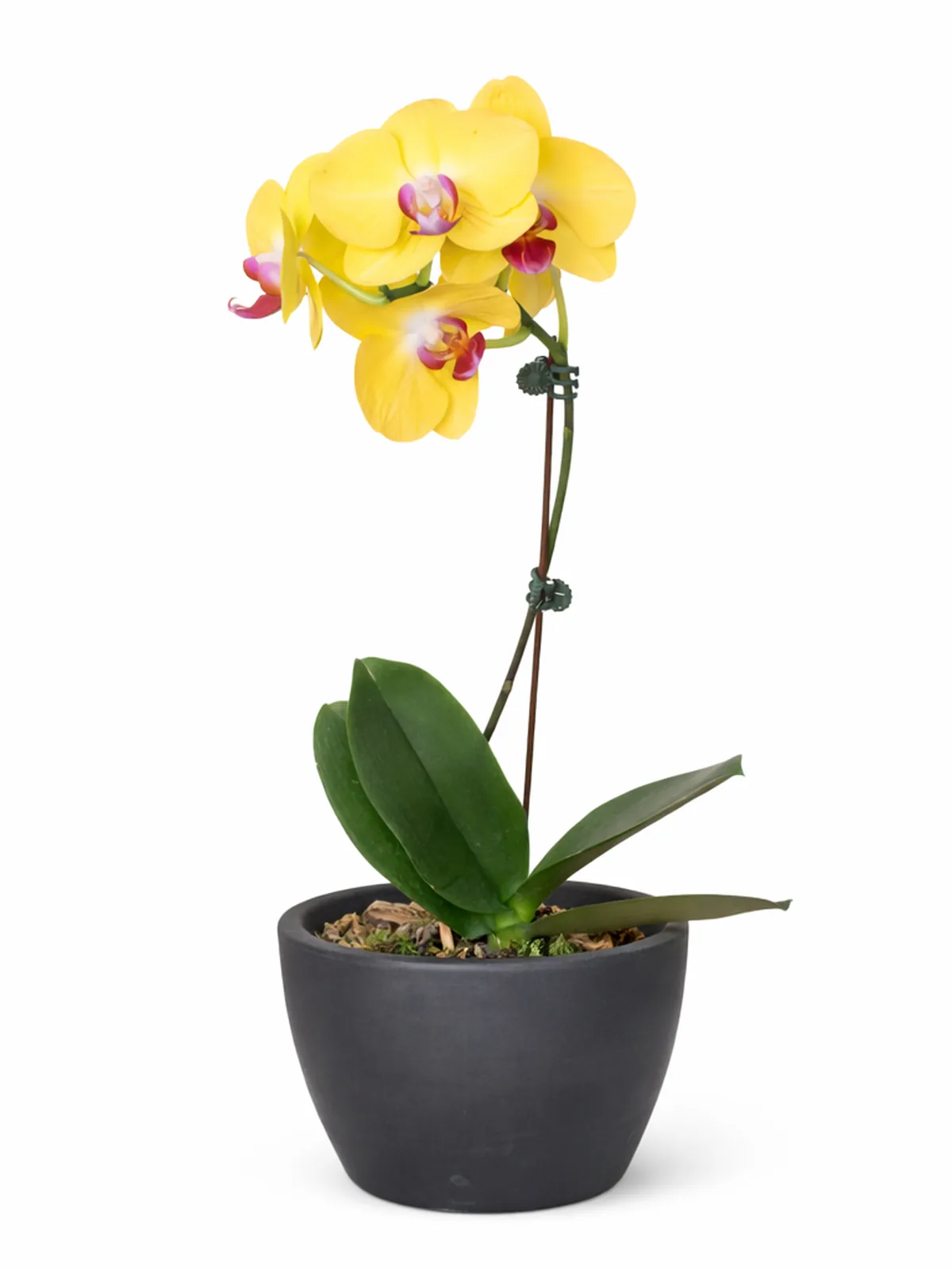 Orchid 