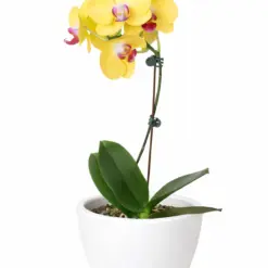 Orchid 'Yellow Phalaenopsis' — additional view