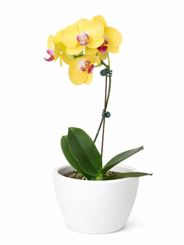 Orchid 'Yellow Phalaenopsis' — additional view
