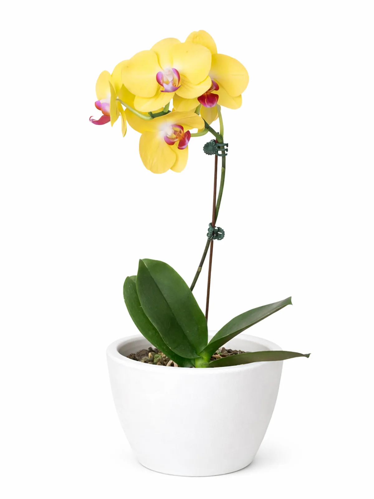 Orchid 
