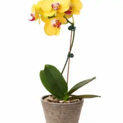 Orchid 'Yellow Phalaenopsis' — additional view