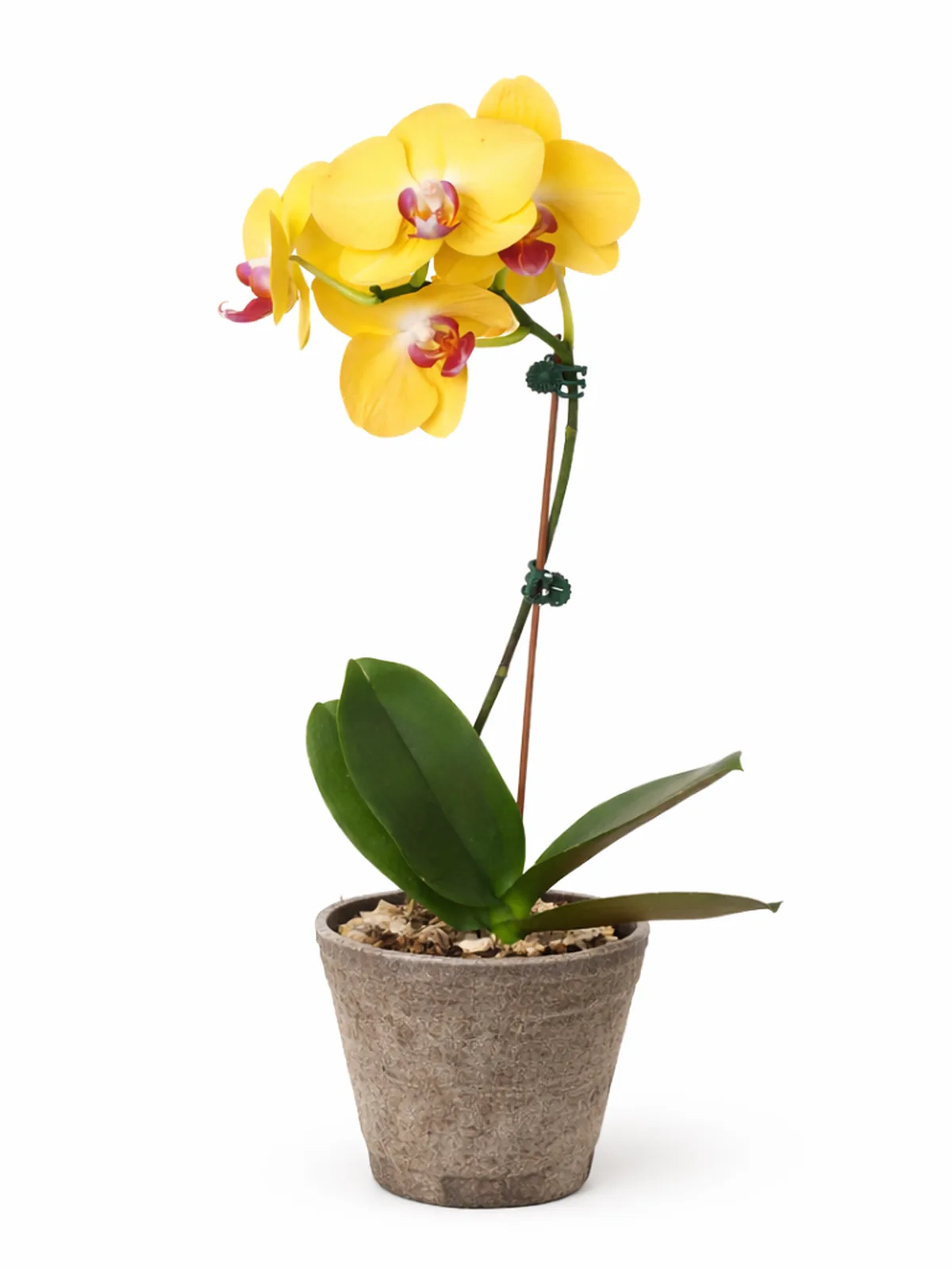 Orchid 