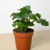 Philodendron 'Atom' houseplant