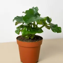 Philodendron 'Atom' houseplant