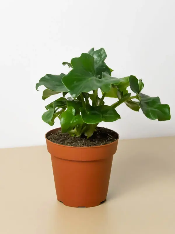 Philodendron 'Atom' houseplant