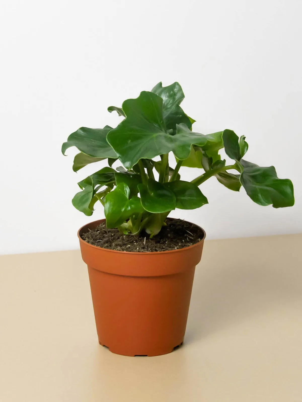 Philodendron 