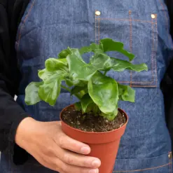 Philodendron 'Atom' — additional view