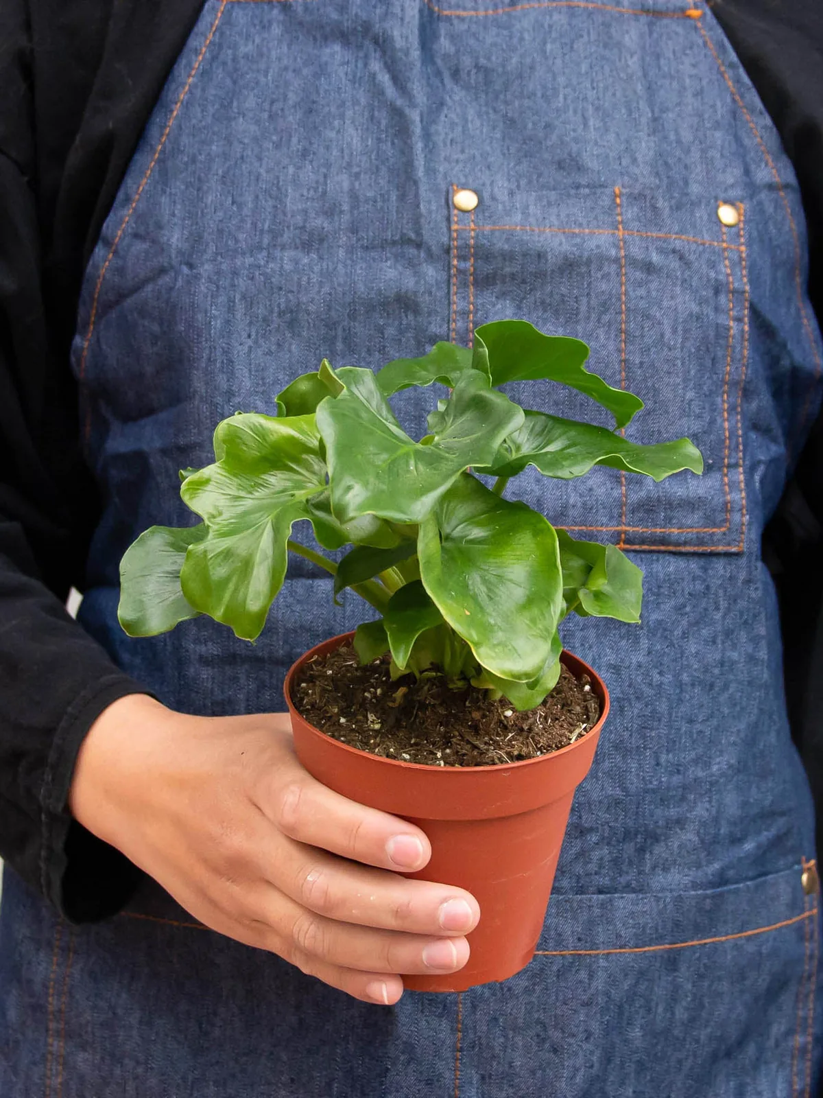 Philodendron 