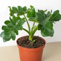 Philodendron 'Atom' — additional view