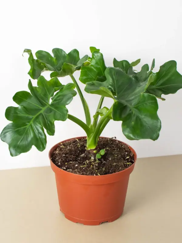 Philodendron 'Atom' — additional view