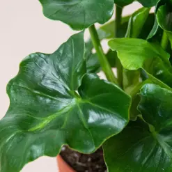 Philodendron 'Atom' — additional view
