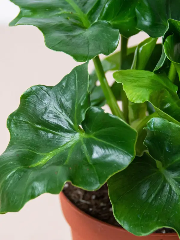 Philodendron 'Atom' — additional view
