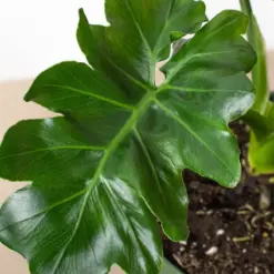 Philodendron 'Atom' — additional view