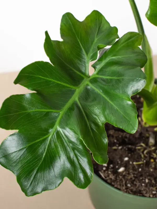 Philodendron 'Atom' — additional view