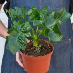 Philodendron 'Atom' — additional view