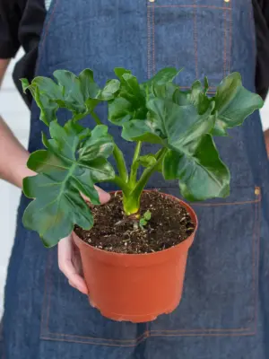 Philodendron 'Atom' — additional view
