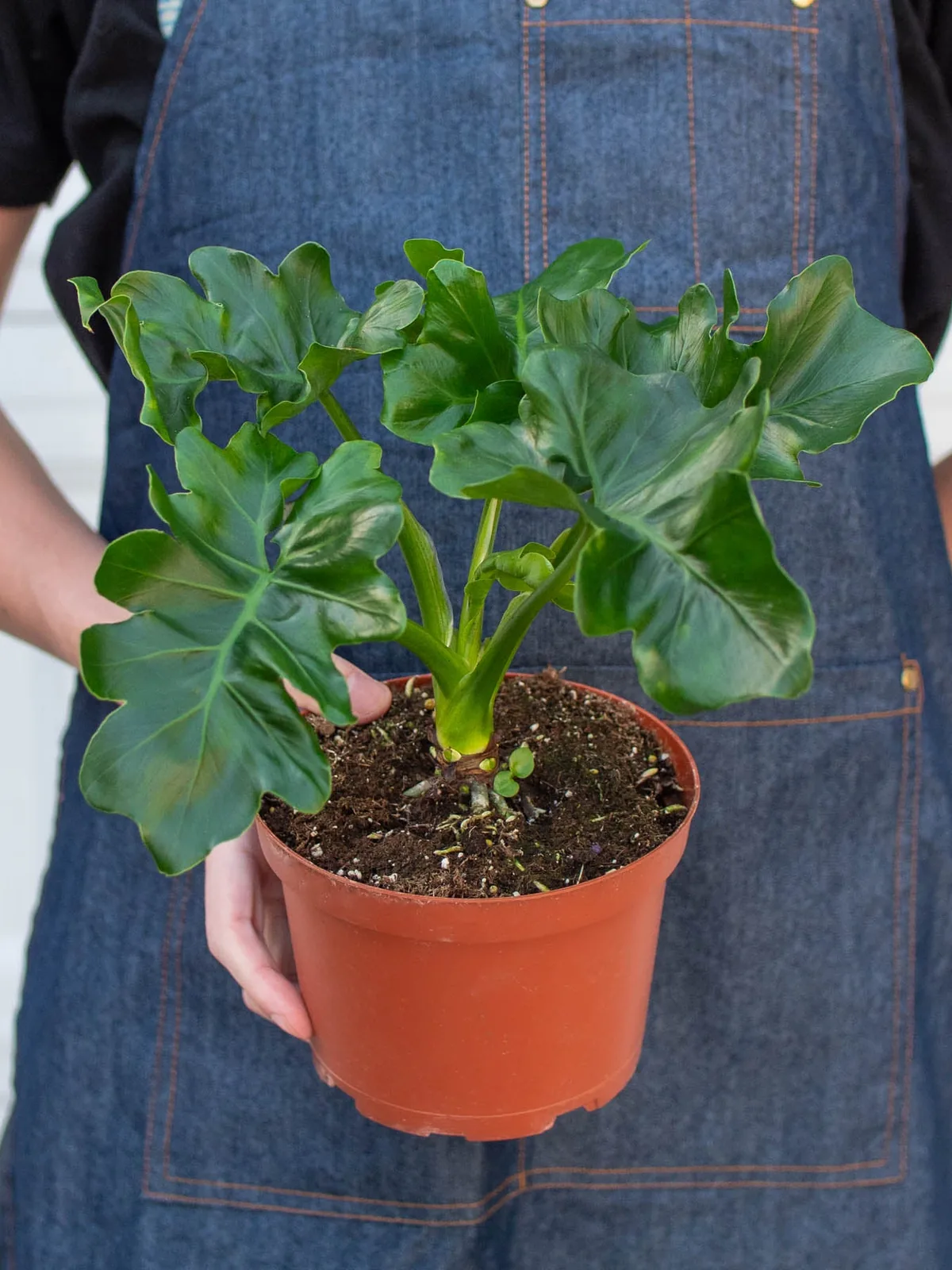 Philodendron 