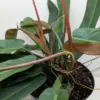 Philodendron Bicolor houseplant