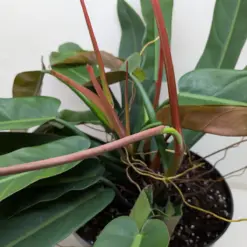 Philodendron Bicolor houseplant