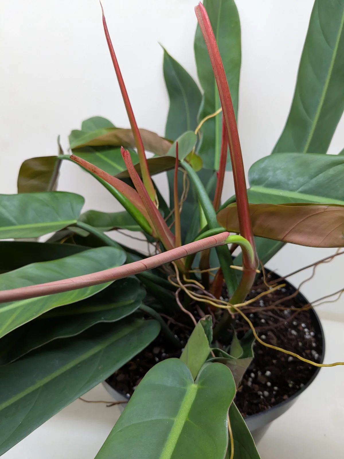 Philodendron Bicolor houseplant