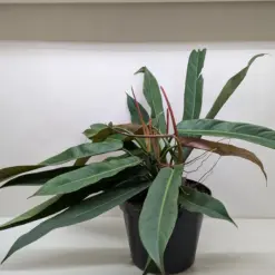Philodendron Bicolor — additional view