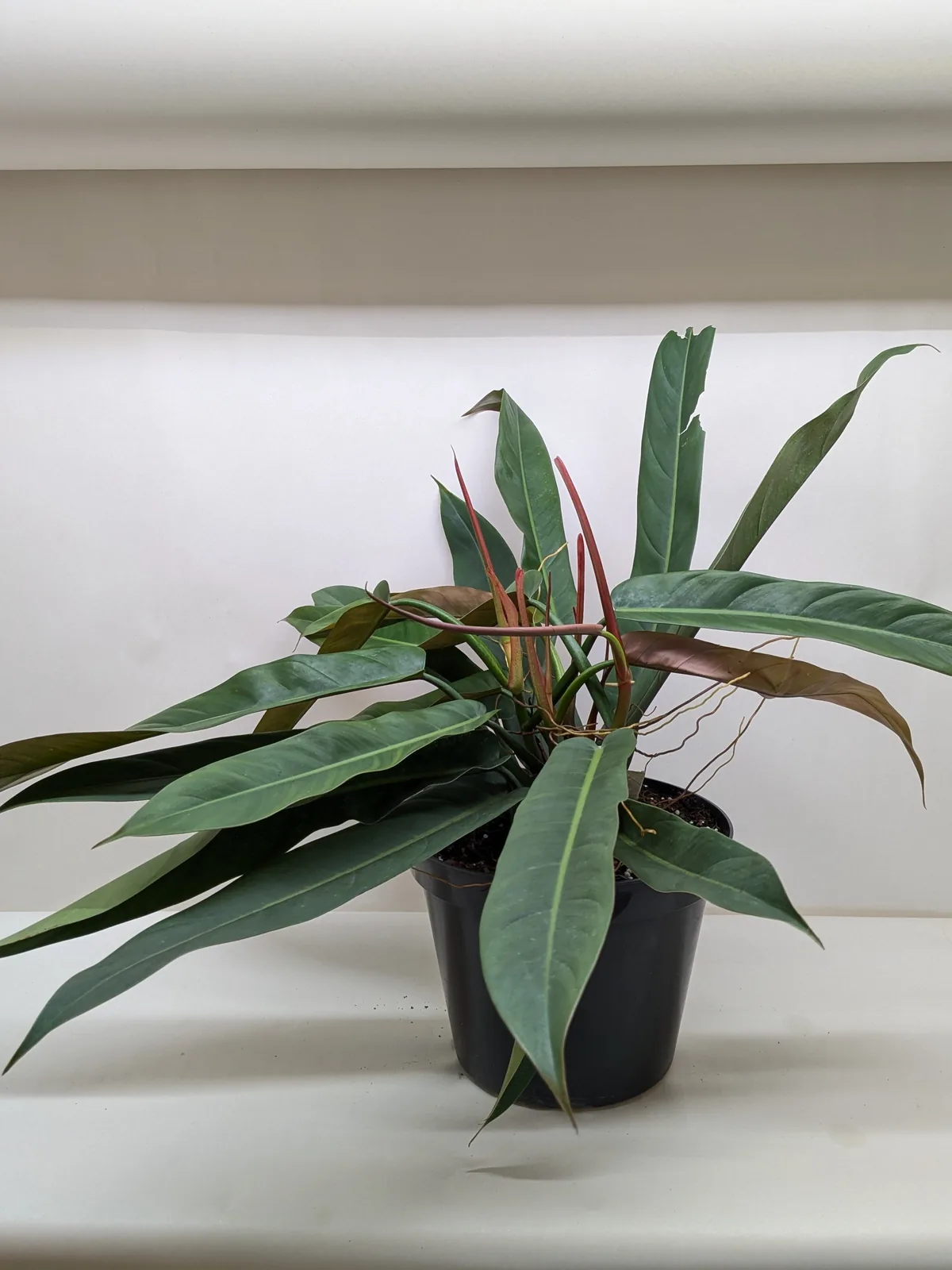 Philodendron Bicolor — additional view