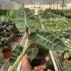 Philodendron 'Billietiae' houseplant