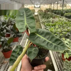 Philodendron 'Billietiae' houseplant