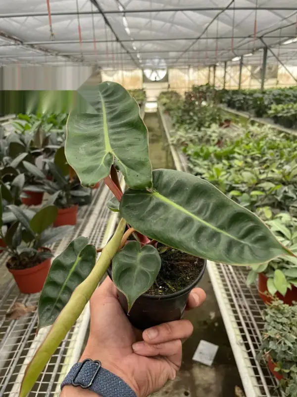 Philodendron 'Billietiae' houseplant