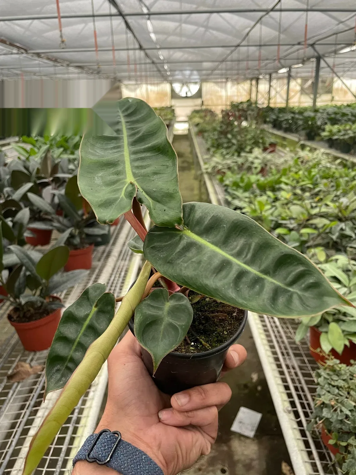 Philodendron 