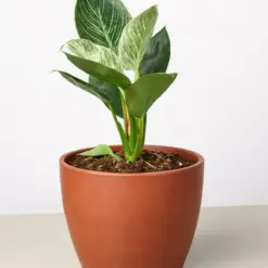 Philodendron 'Birkin' houseplant
