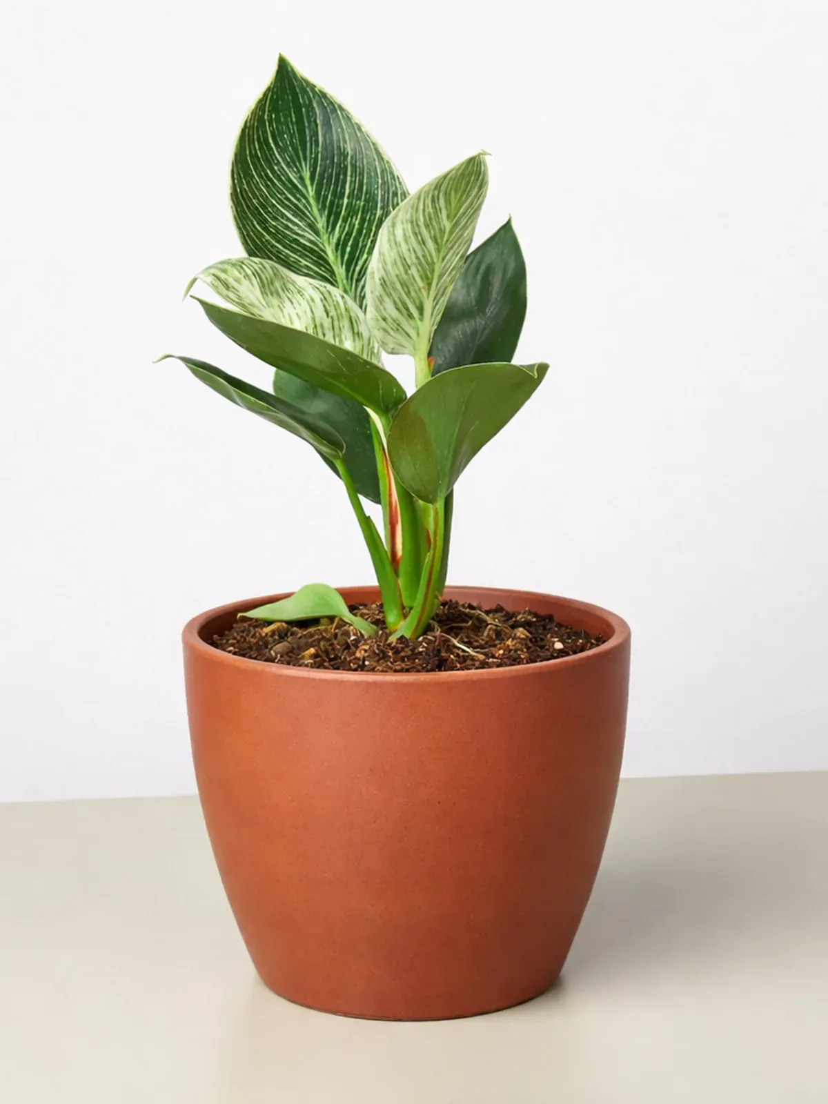 Philodendron 