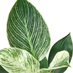 Philodendron 'Birkin' — additional view