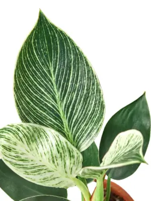 Philodendron 'Birkin' — additional view