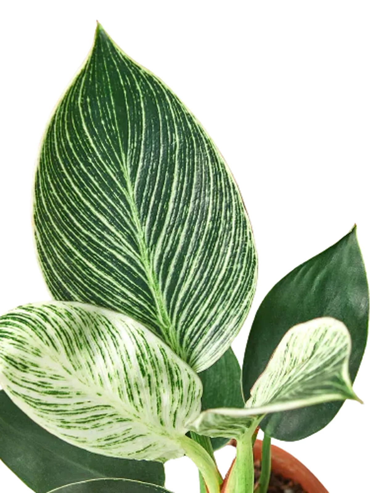 Philodendron 