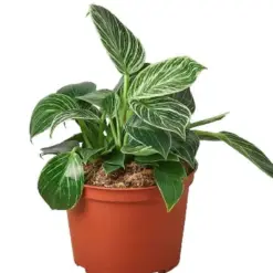 Philodendron 'Birkin' — additional view