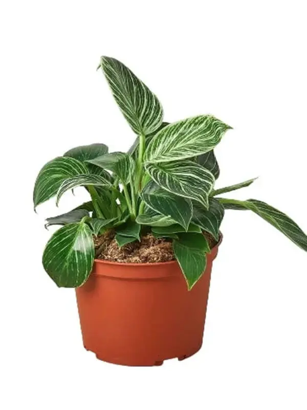 Philodendron 'Birkin' — additional view