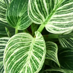 Philodendron 'Birkin' — leaf detail close-up