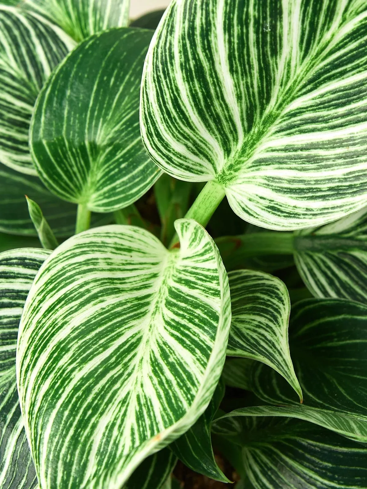 Philodendron 