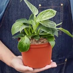 Philodendron 'Birkin' — held in hand for size reference