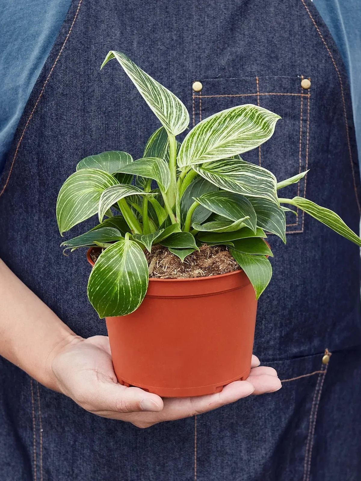 Philodendron 
