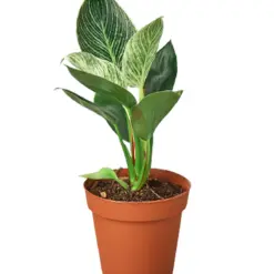 Philodendron 'Birkin' — additional view