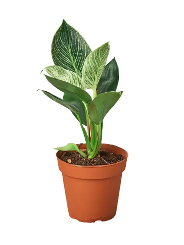 Philodendron 'Birkin' — additional view