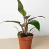 Philodendron 'Birkin Pink' houseplant
