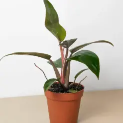 Philodendron 'Birkin Pink' houseplant